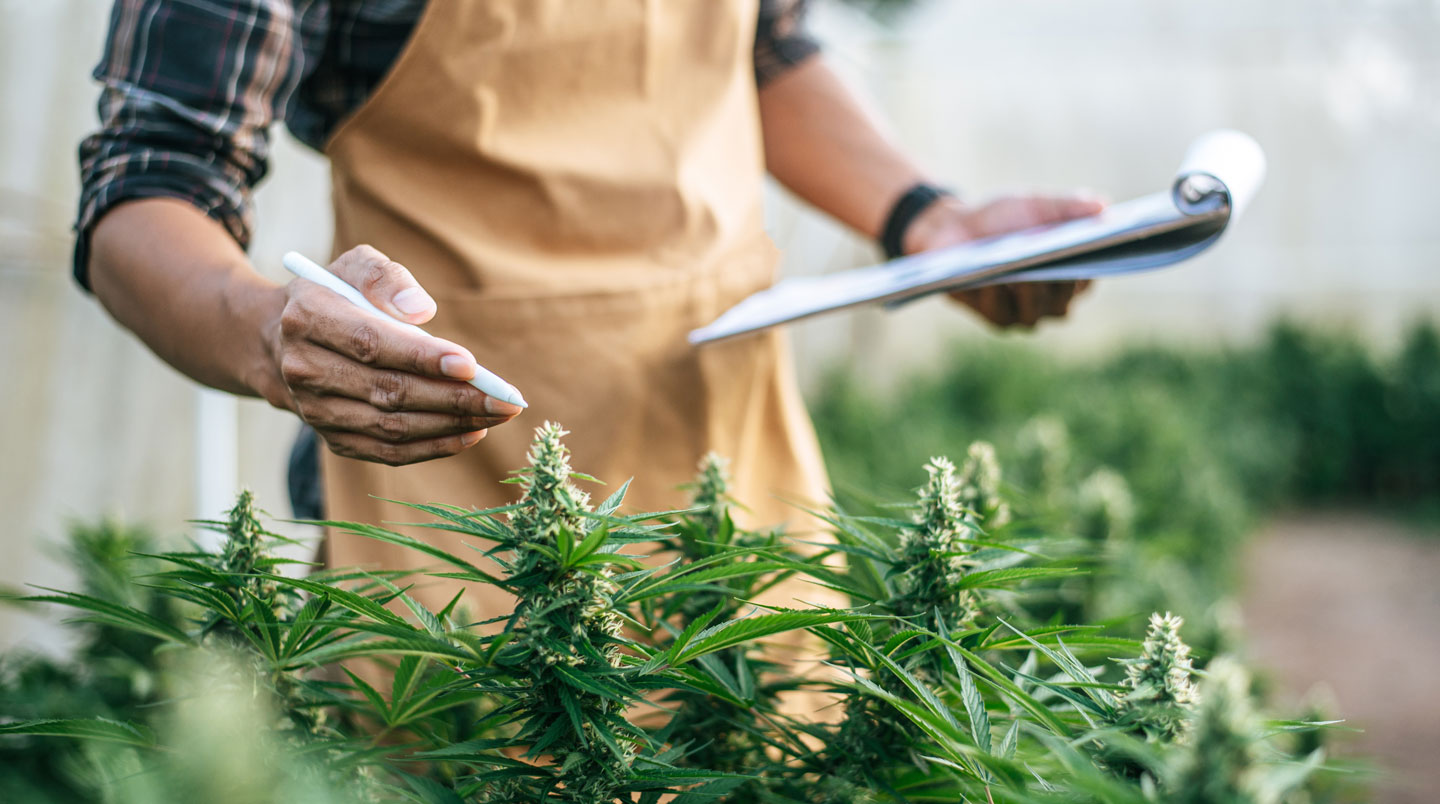 Table moderne avec différents produits CBD disposés naturellement dans un intérieur lumineux